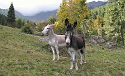 53 Bianco e nero...